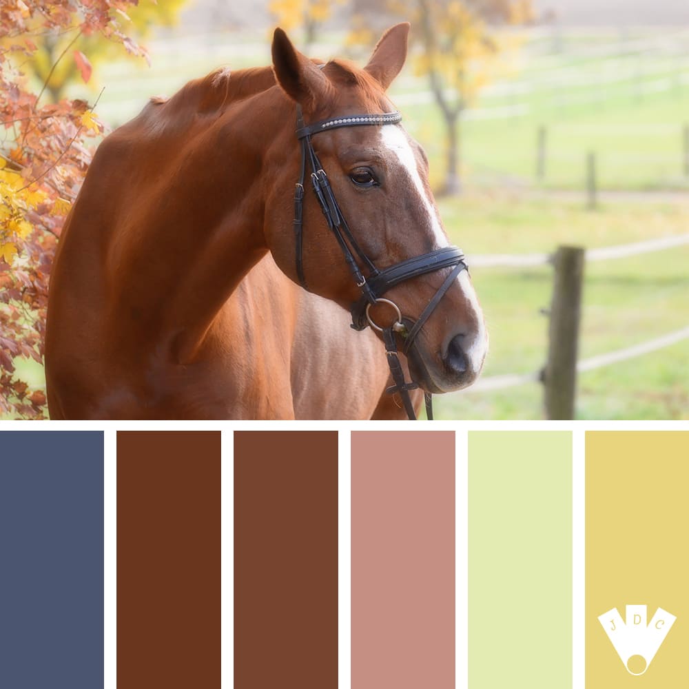 Color palette d'un cheval dans un près