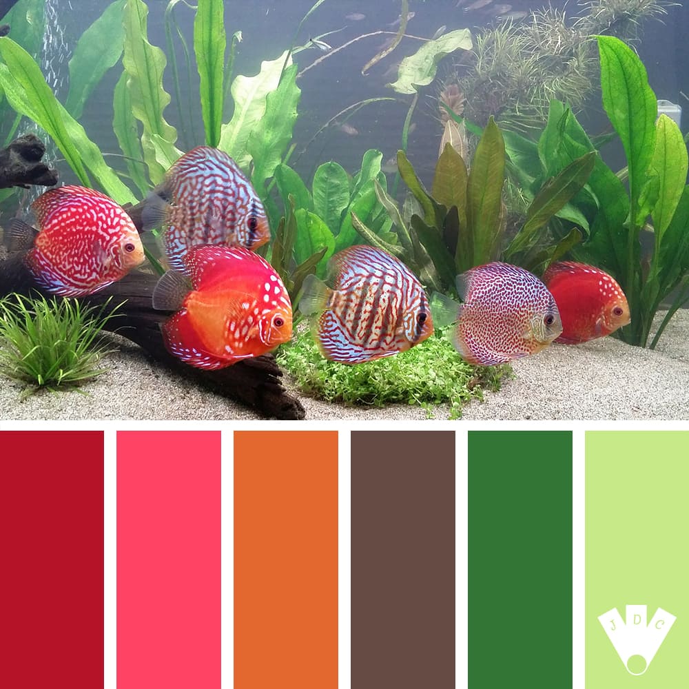 1er avril dit "poisson d'avril" alors voici une color palette pour illustré la date du jour.