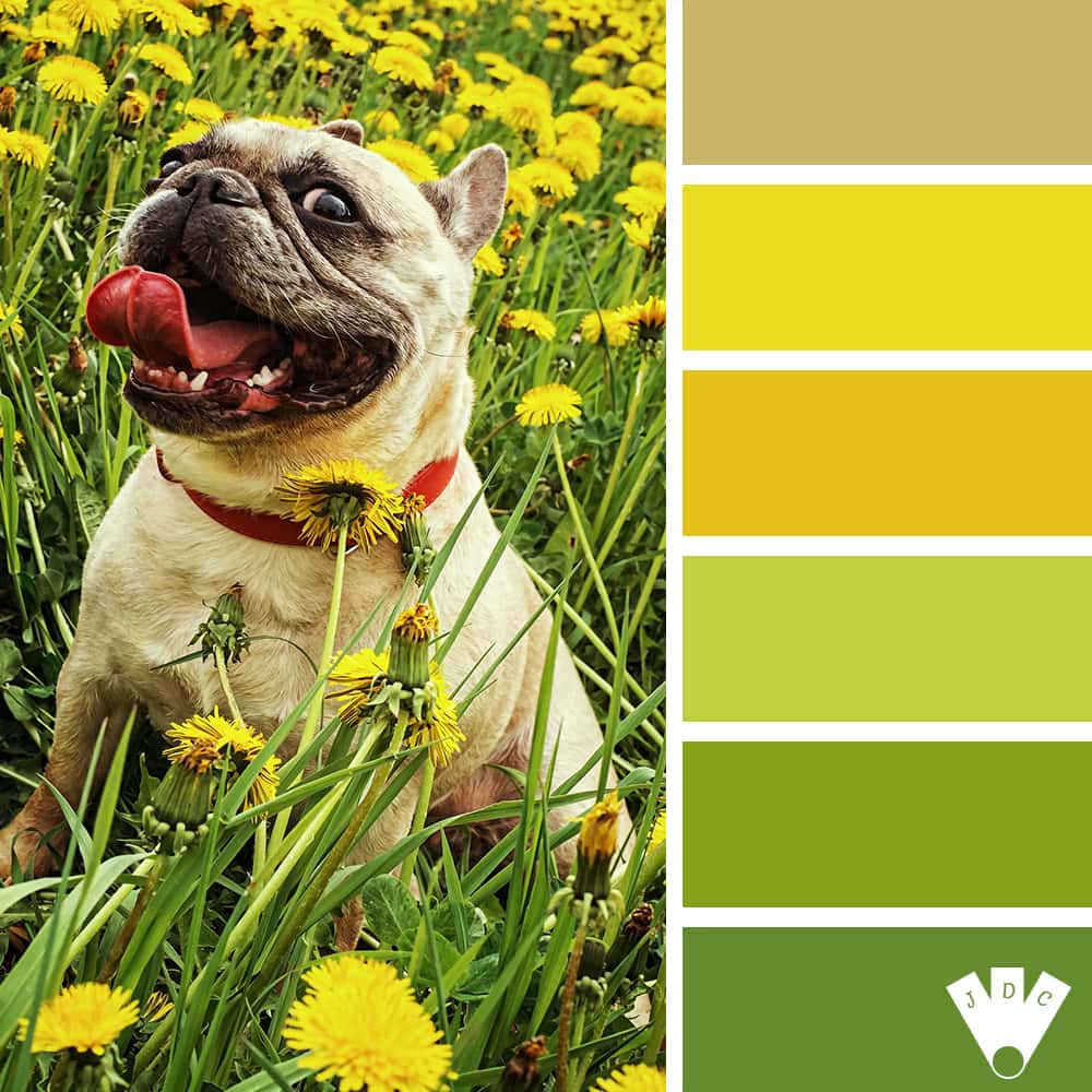 color palette à partir d'une photo d'un bulldog au milieu des pissenlits