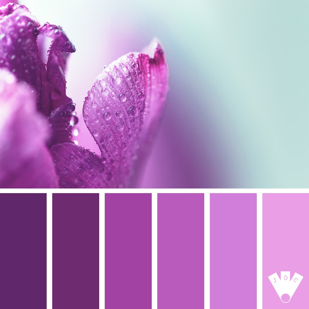 color palette à partir d'une photo d'un pétale violet