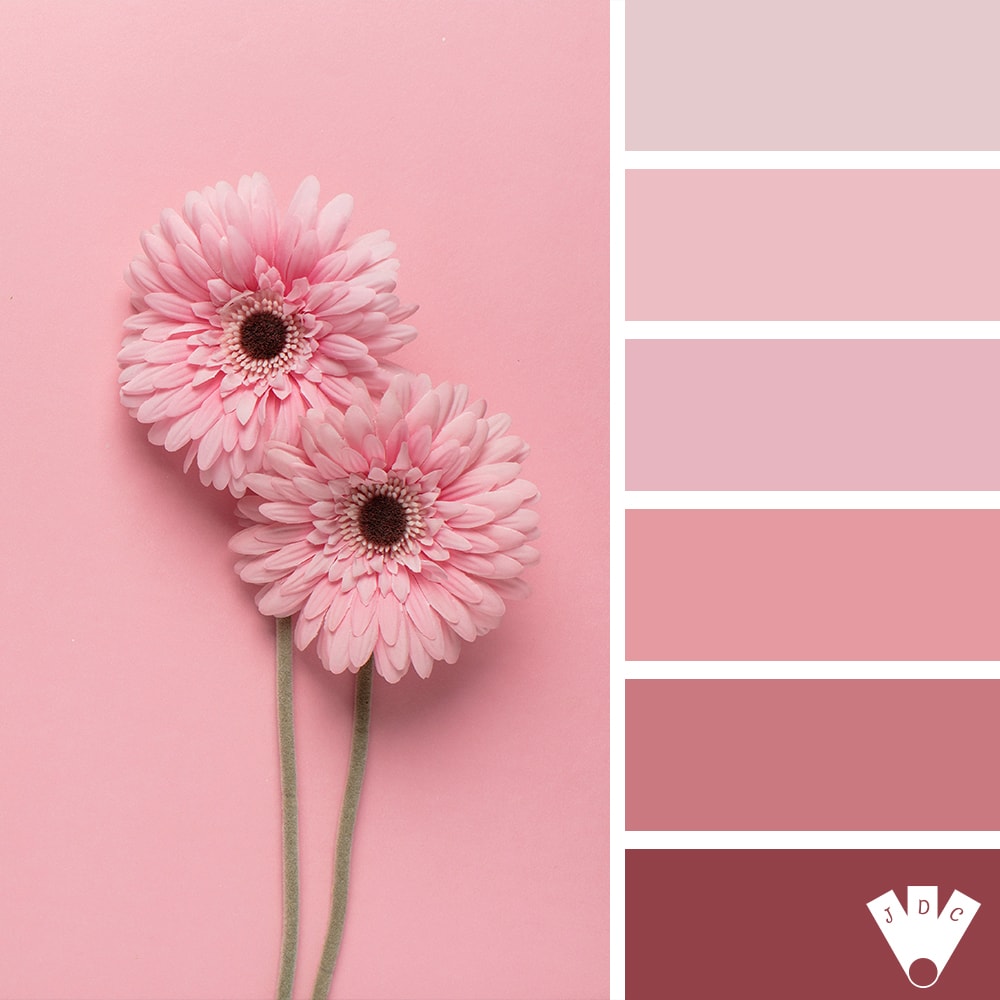 Color palette à partir d'une photo de fleurs rose sur un fond rose