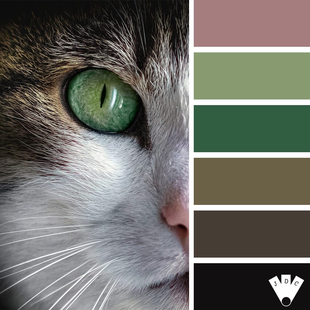 Color palette à partir d'une photo de chat