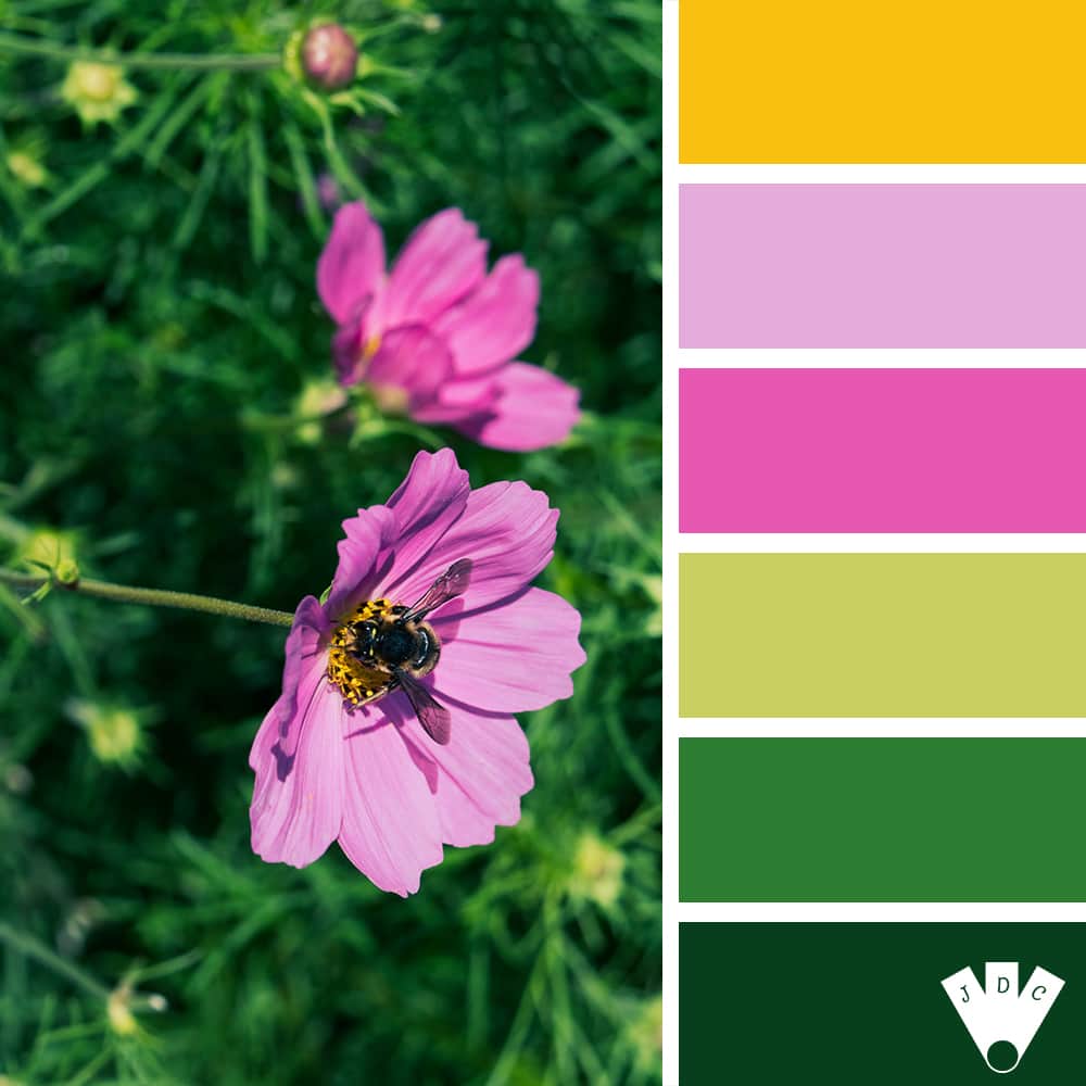 Color palette à partir d'une photo de fleur avec une abeille par la photographe Callistta Photographie