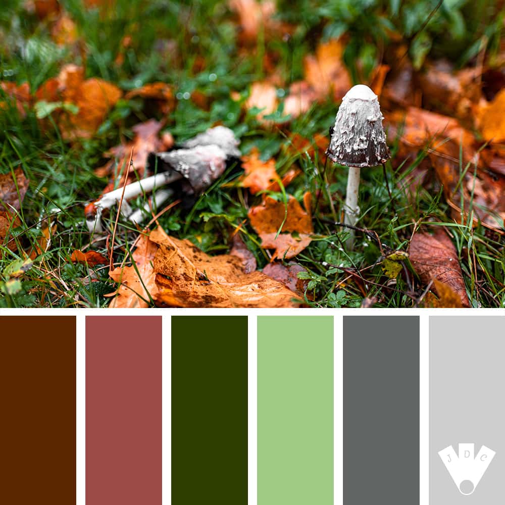 Color palette à partir d'une photo de champignon