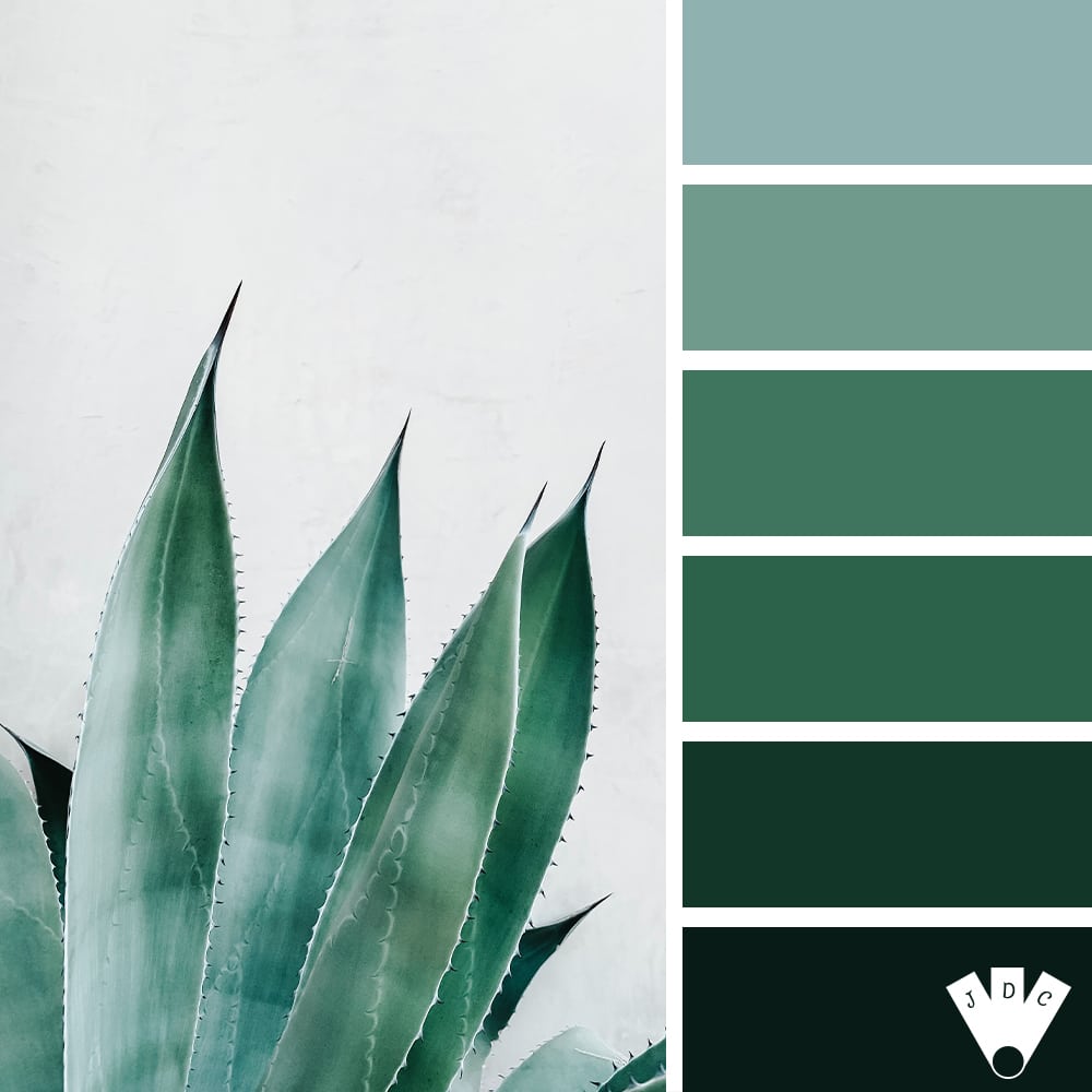 Color palette à partir d'une photo de succulente