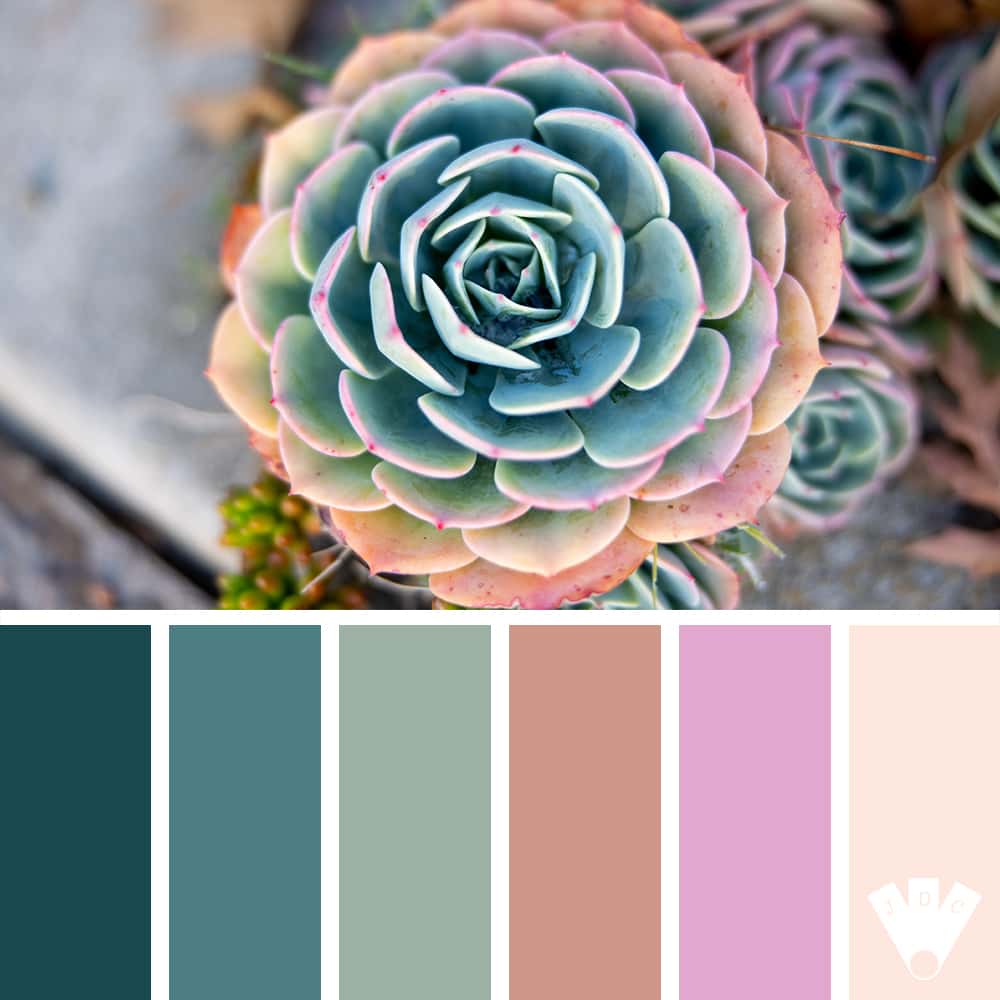 Color palette à partir d'une photo d'une plante succulente