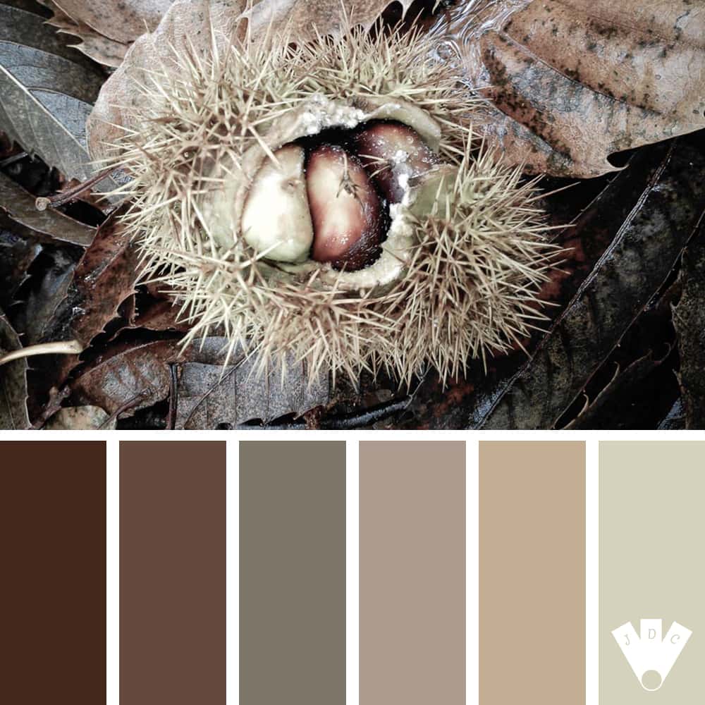 Color palette à partir d'une photo de châtaigne par la photographe Callistta Photographie