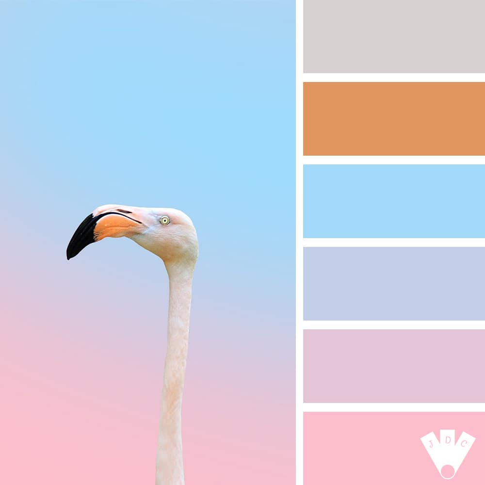 Color palette à partir d'une photo d'un flamant rose.