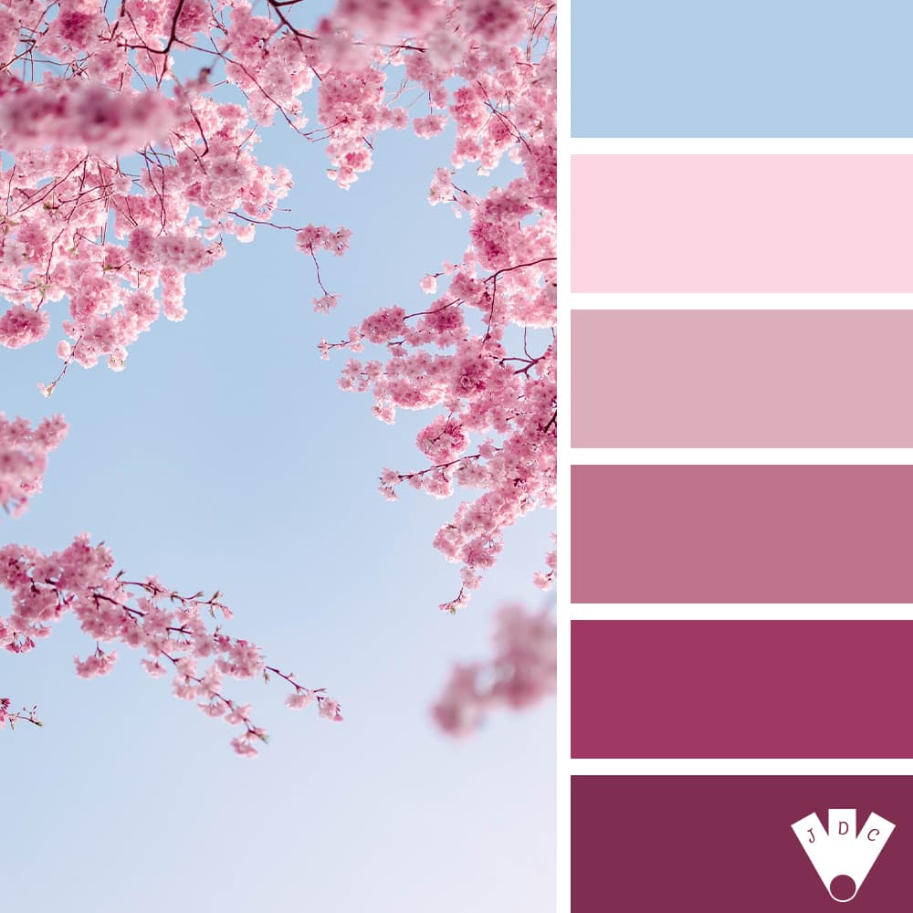 Color palette à partir d'une photo de fleurs de cerisier.