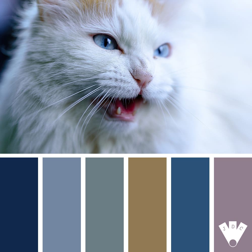 color palette à partir d'une photo d'un chat blanc.