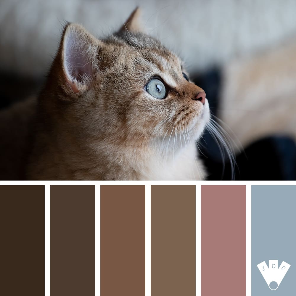 Color palette à partir d'une photo d'un chaton