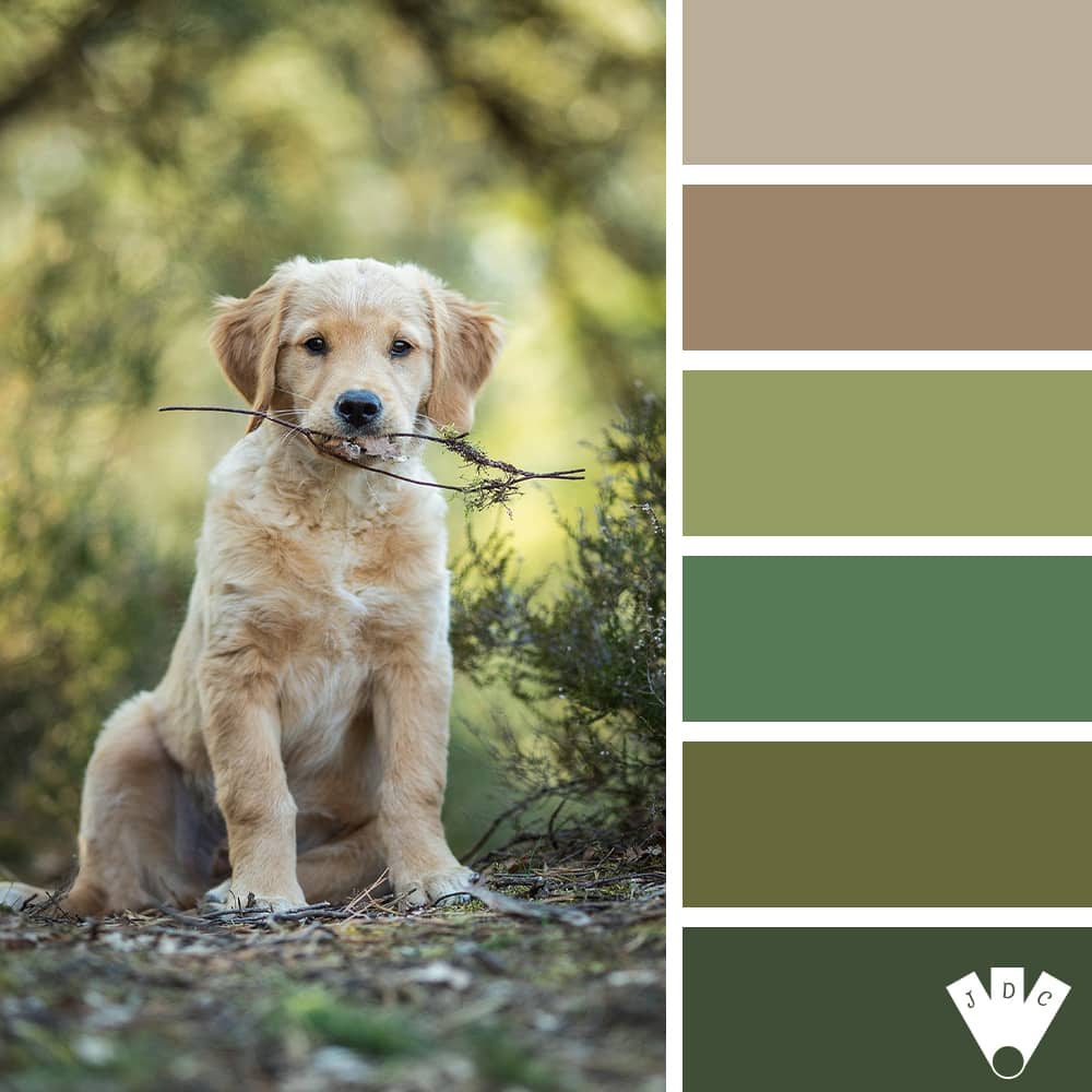 Color palette à partir d'une photo d'un chiot