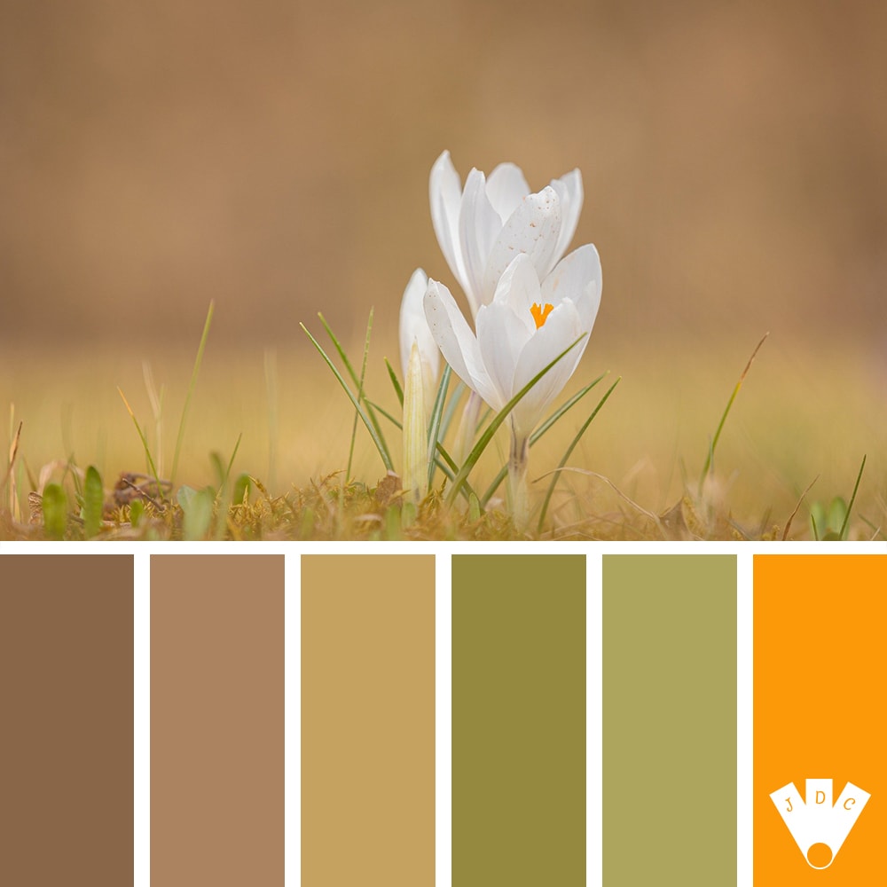 Color palette à partir d'une photo de crocus