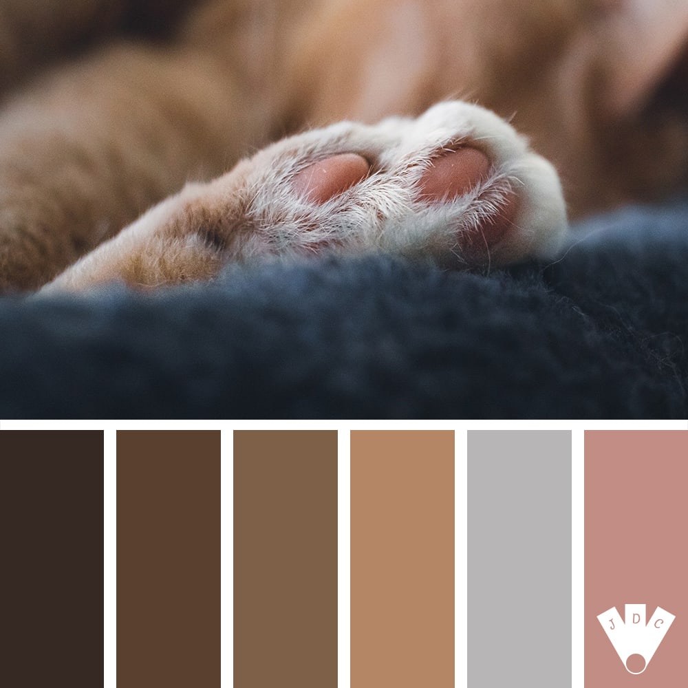 Color palette à partir d'une photo d'une patte de chat