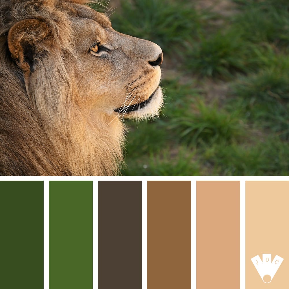 Color palette à partir d'une photo de lion.