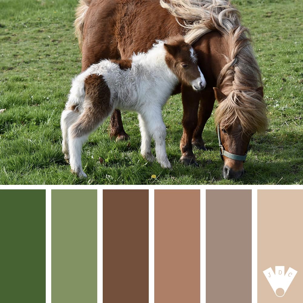 Color palette à partir d'une photo de 2 poneys shetland