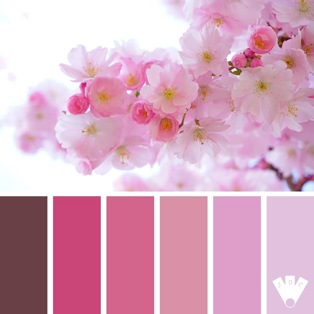 Color palette à partir d'une photo de fleur de cerisier.