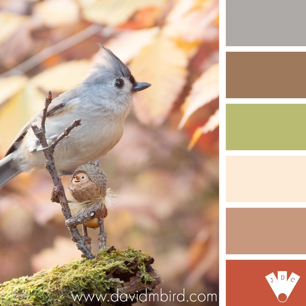 Color palette à partir d'un oiseau et d'une figurine en bois par le photographe David Bird.