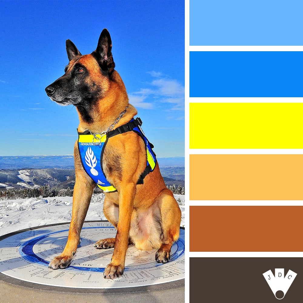 Color palette à partir d'un chien de gendarmerie, photo de Laurent L