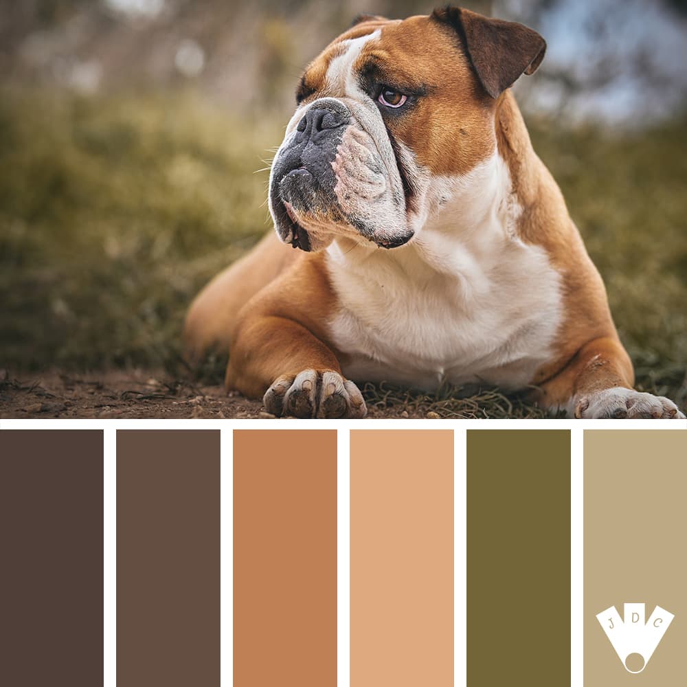 Color palette à partir d'une photo d'un bulldog couché dans l'herbe.