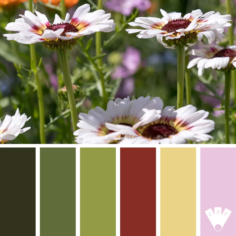 Color palette à partir d'une photo de fleur. Par la photographe Callistta Photographie