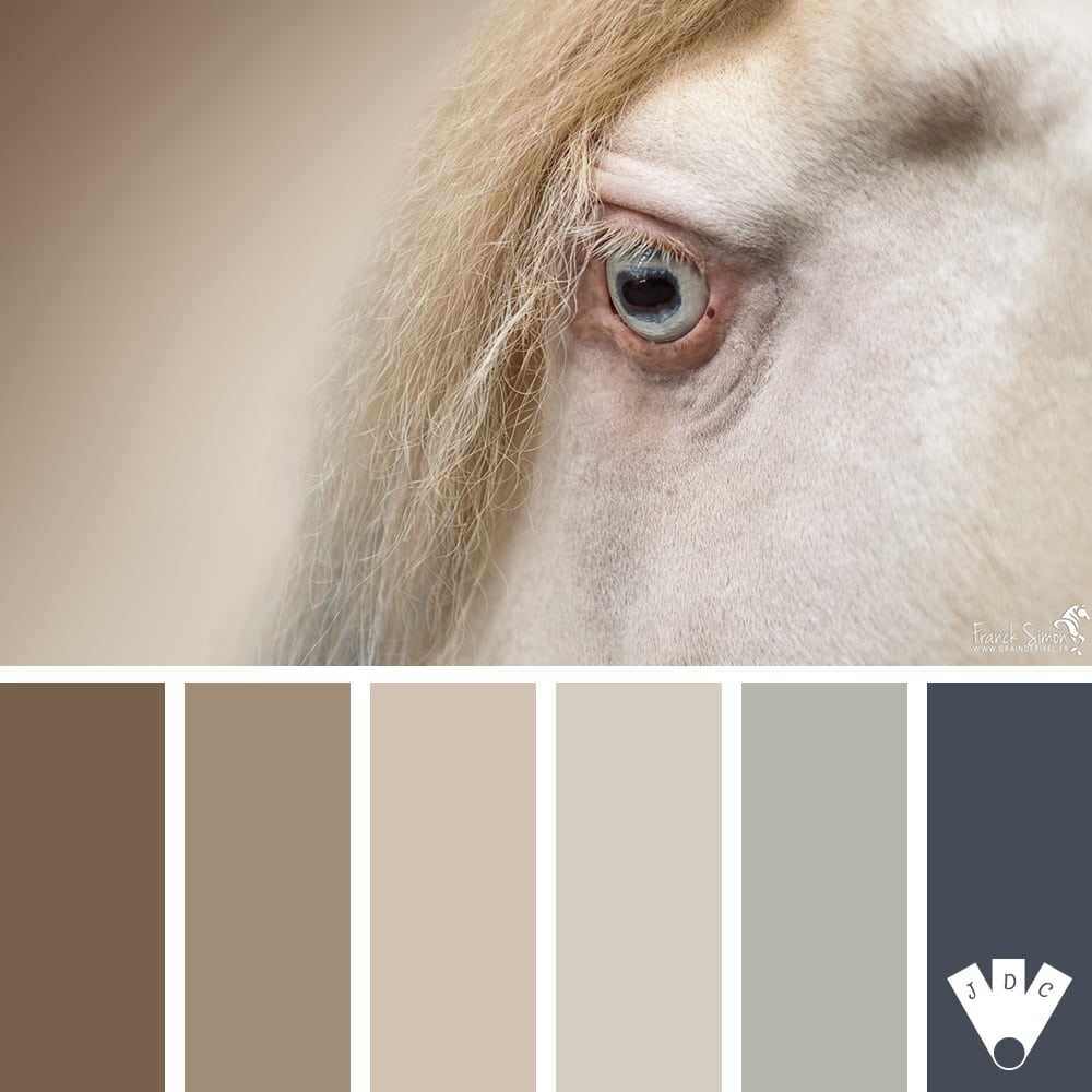 Color palette à partir d'une photo d'un cheval et de son oeil par le photographe Franck Simon