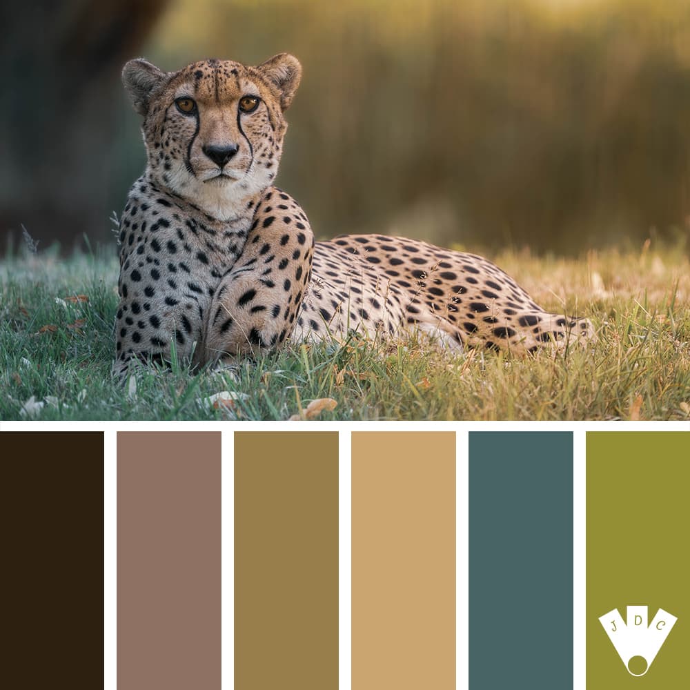 Color palette à partir d'une photo d'un guépard par le photographe Steven Dartois.