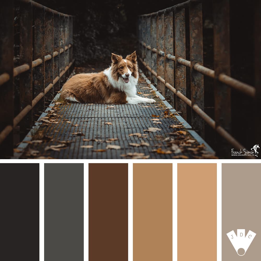 Color palette à partir d'une photo d'un Berger Australien couché sur une passerelle en fer par le photographe Franck Simon