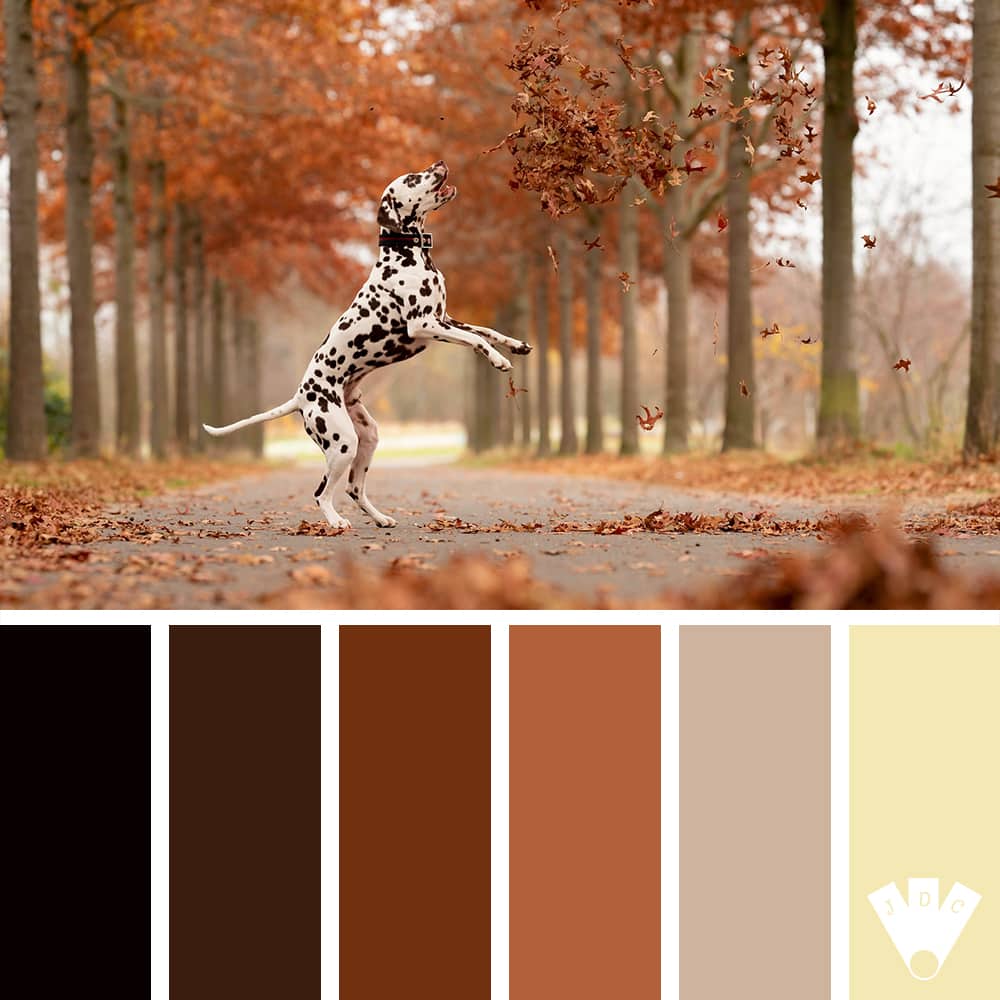 Color palette à partir d'une photo d'un dalmatien dans les feuilles d'automne