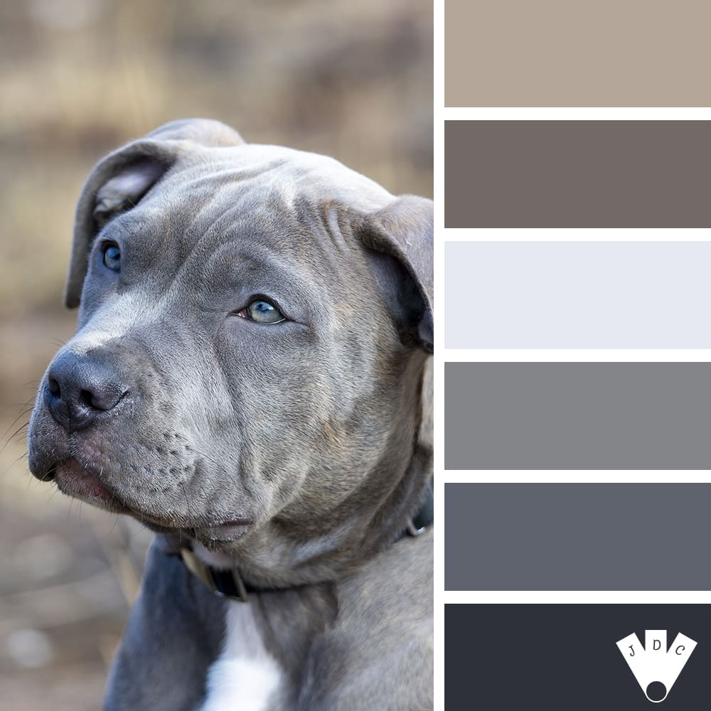 Color palette à partir d'une photo d'un chiot gris