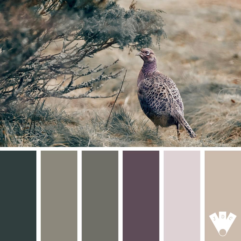 Color palette à partir d'une photo d'un faisan dans la nature