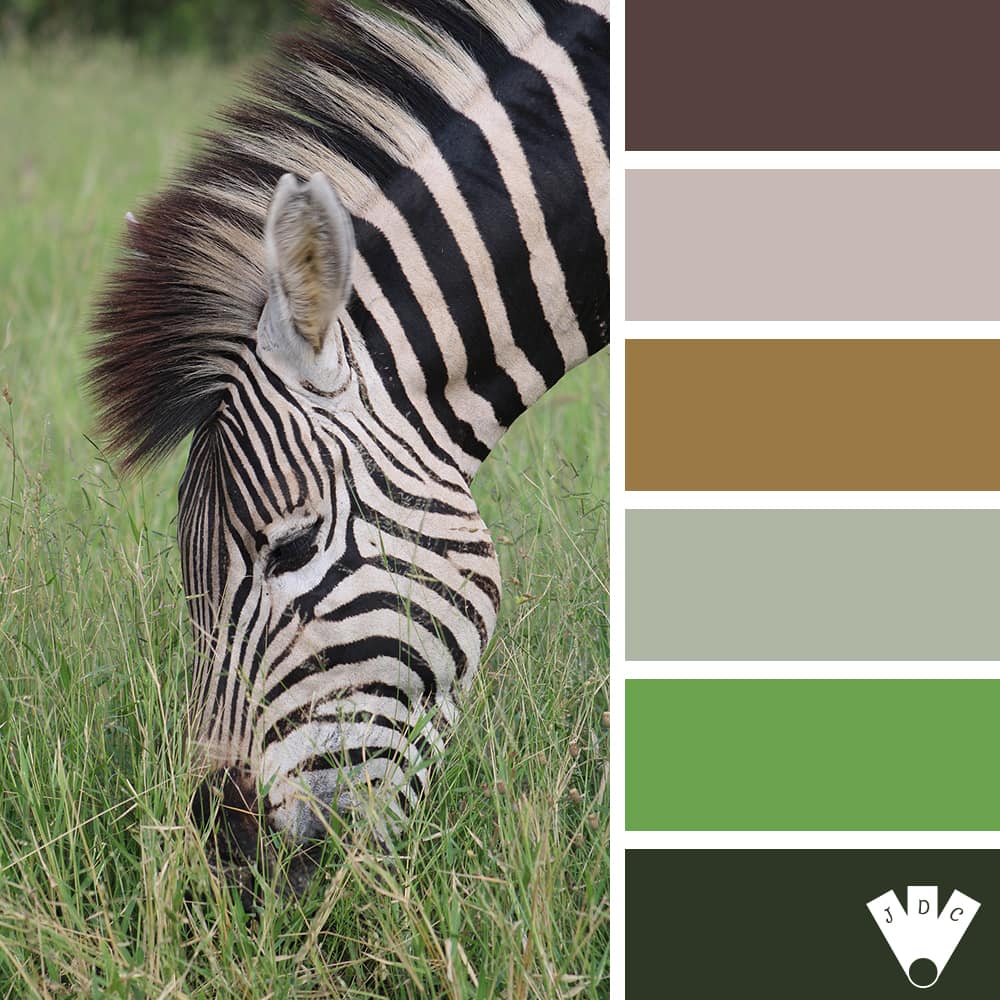 Color palette à partir d'une photo d'un zèbre qui manche de l'herbe.