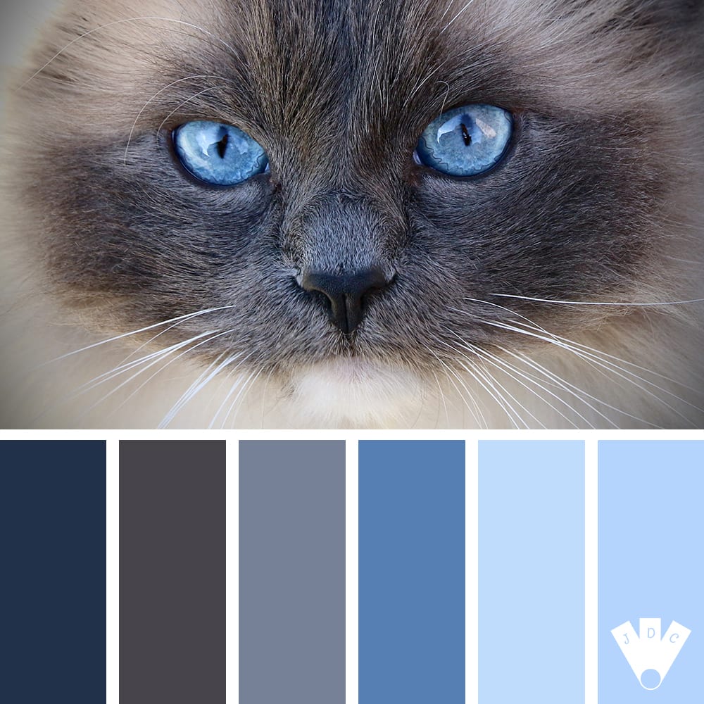 color palette à partir d'une photo de chat aux yeux bleux.