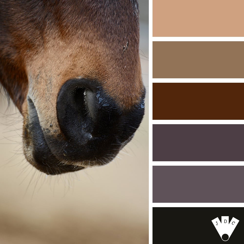 Color palette à partir d'une photo d'un bout de nez de cheval