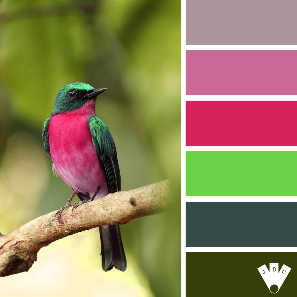 Color palette à partir d'une photo d'un oiseau de couleur verte et rouge