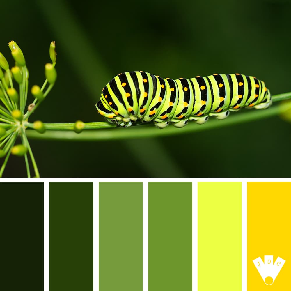Color palette à partir d'une photo de chenille de couleur verte, noir et orange sur une branche verte