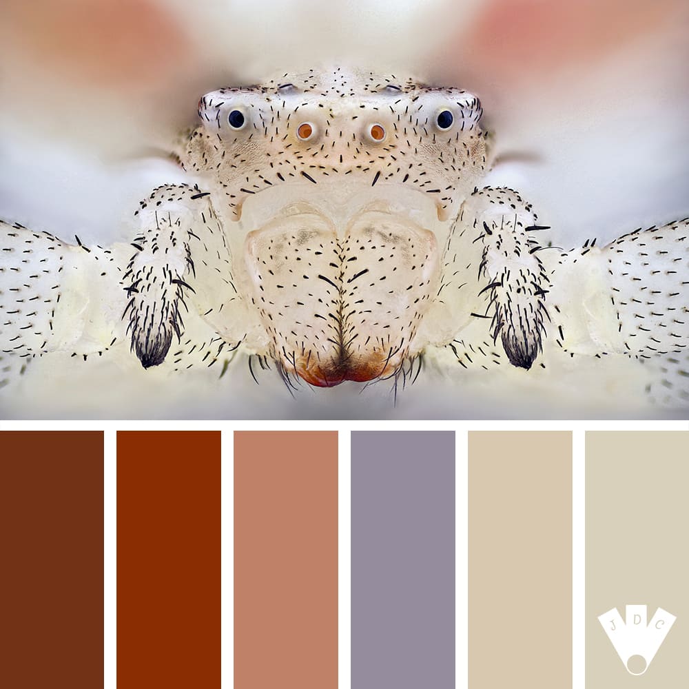 Color palette à partir d'une photo d'une araignée-crabe par le photographe Sébastien Malo.