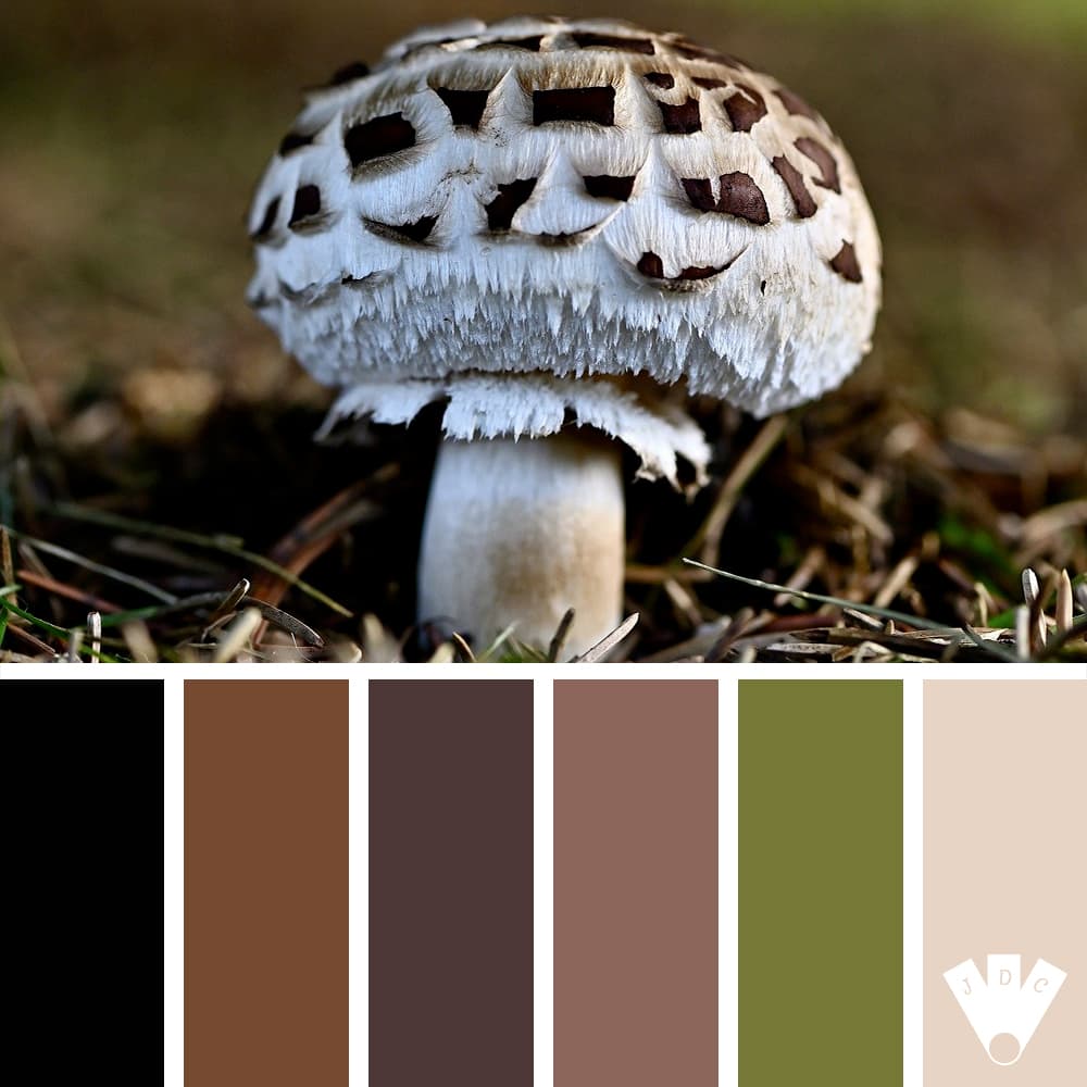 Color palette à partir d'une photo d'un champignon de forme ronde. Couleur blanc et marron.