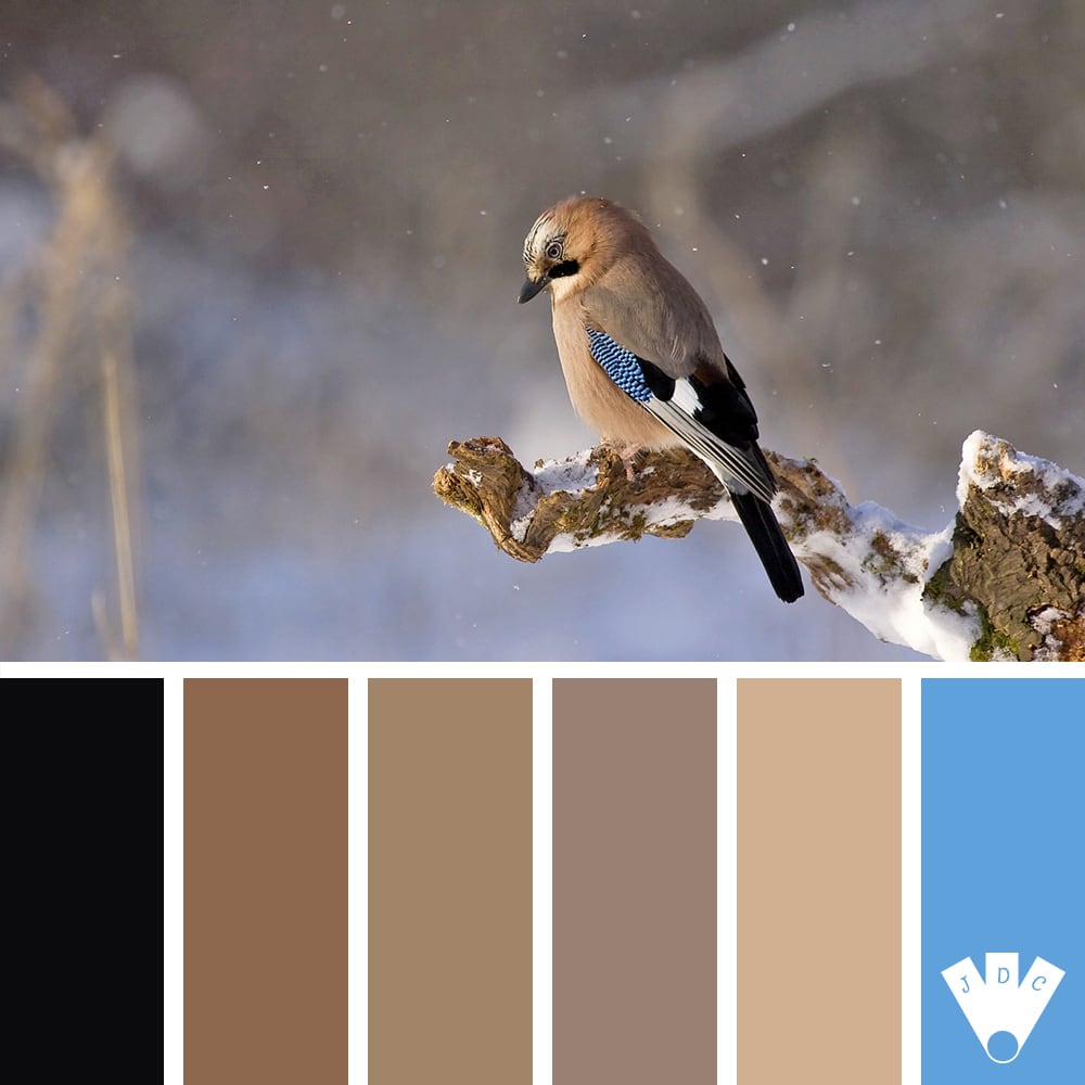 Color palette à partir d'une photo d'un oiseau sur une branche.