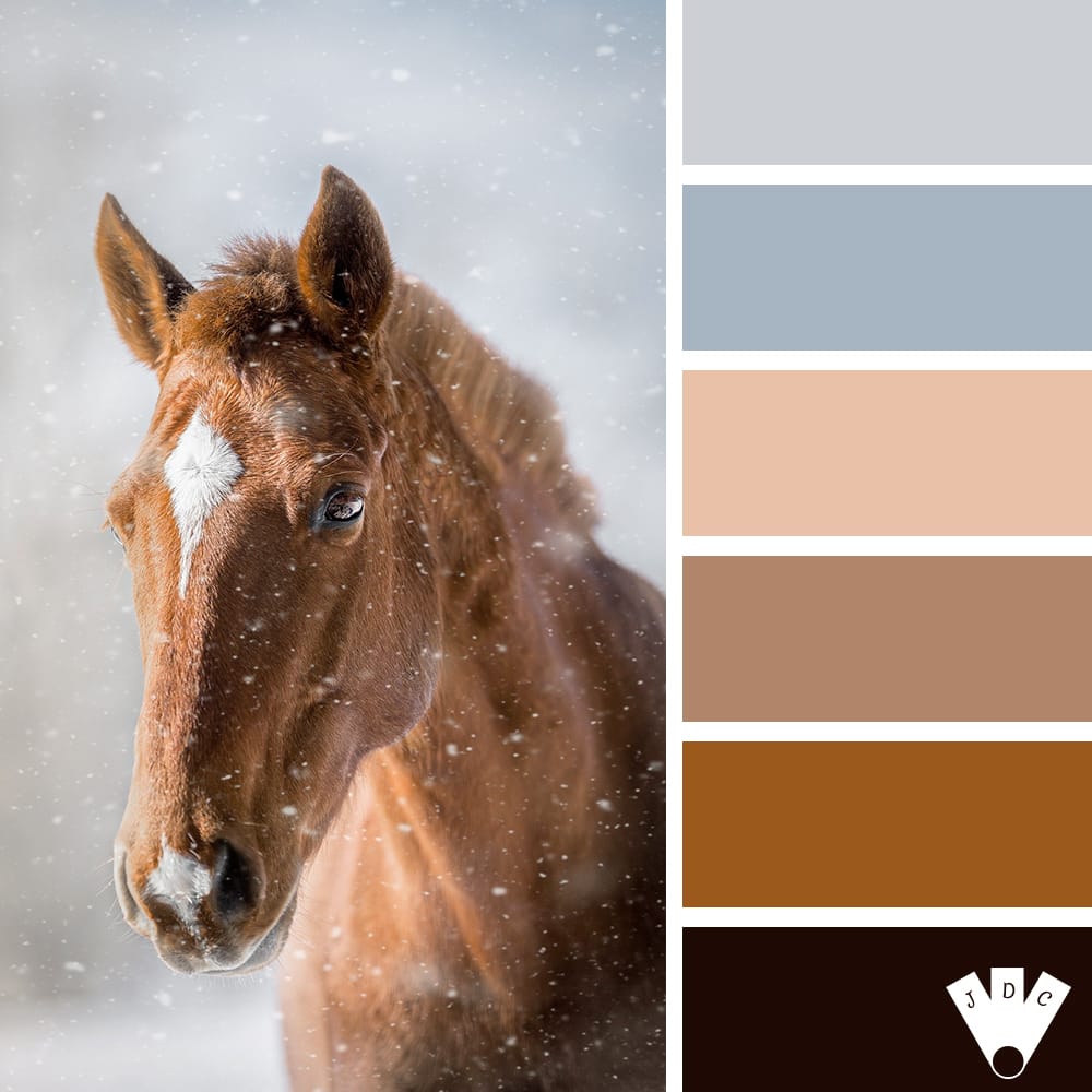 color palette à partir d'une photo de cheval dans la neige.