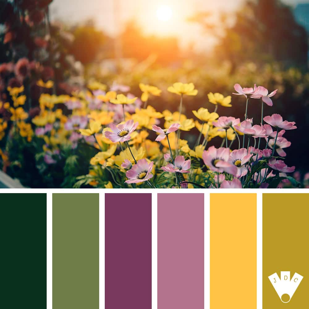 color palette à partir d'une photo de champ de fleur (qui s'appelle des cosmo) au coucher du soleil