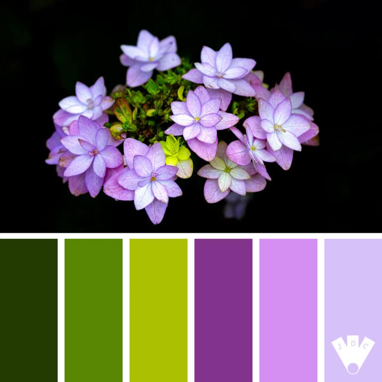 color palette à partir d'une photo d'hortensia étoilé sur fond noir.