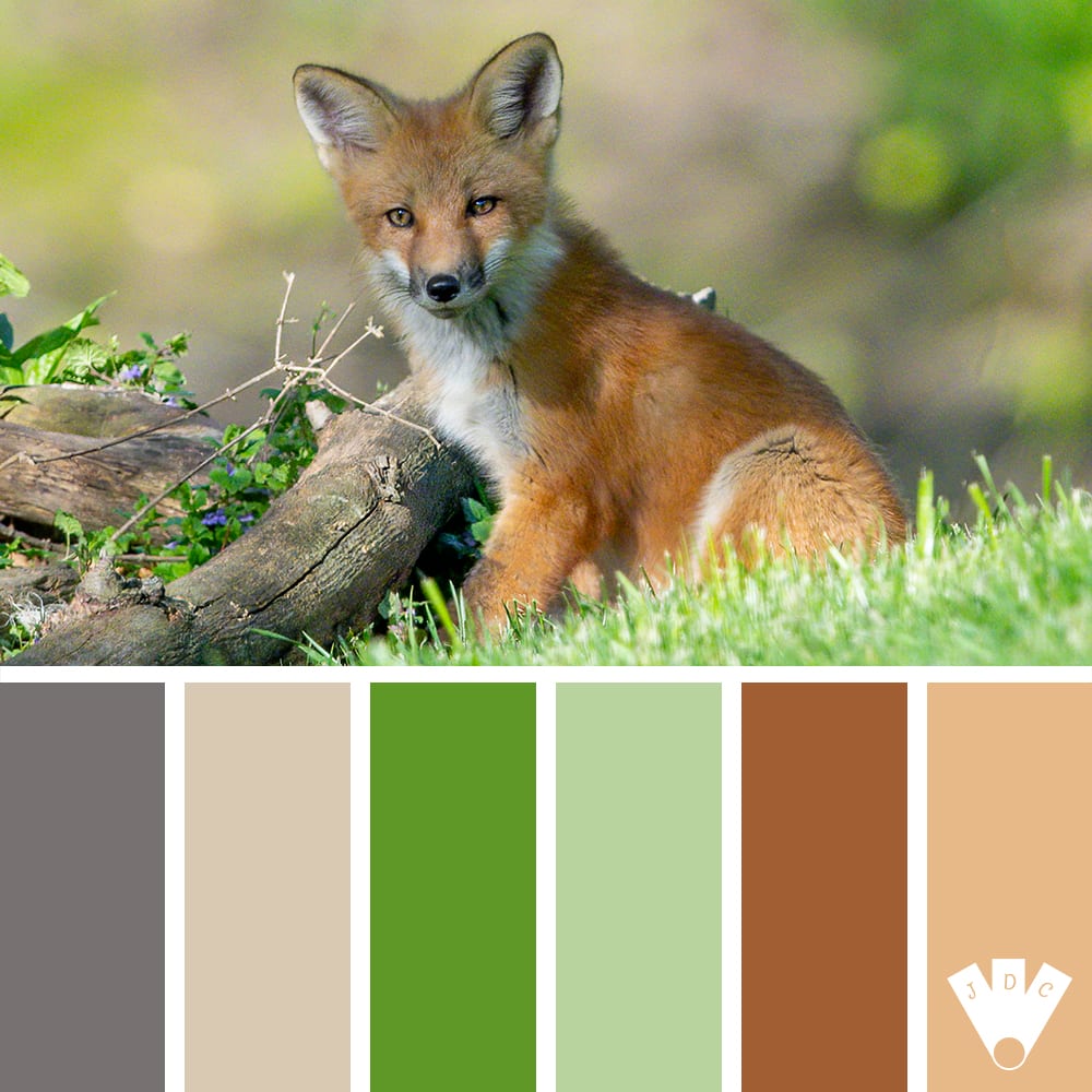 Color palette à partir d'une photo d'un renard roux dans l'herbe