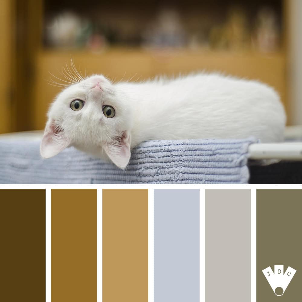 Chaton blanc allongé sur une couverture, palette de couleurs douce et apaisante.