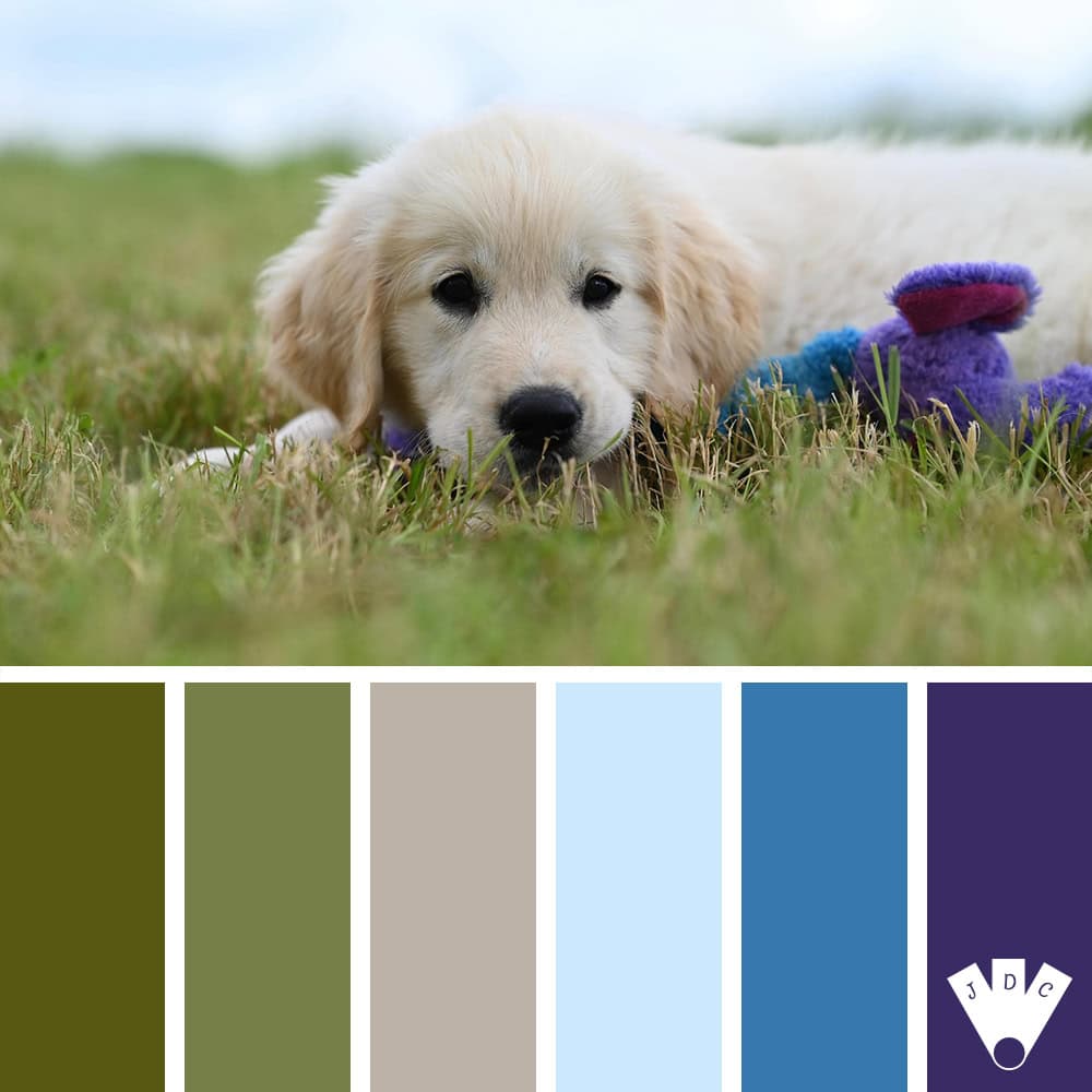 Chiot allongé dans l’herbe avec une palette de couleurs inspirée de la nature et du bleu.