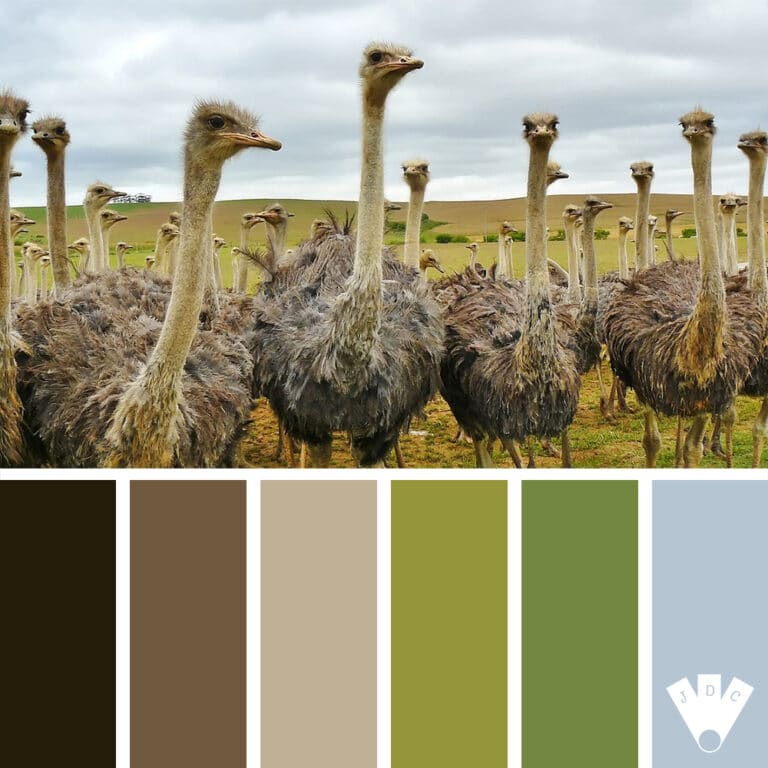 Groupe d’autruches dans un champ, aux plumes brunes et beiges sous un ciel nuageux