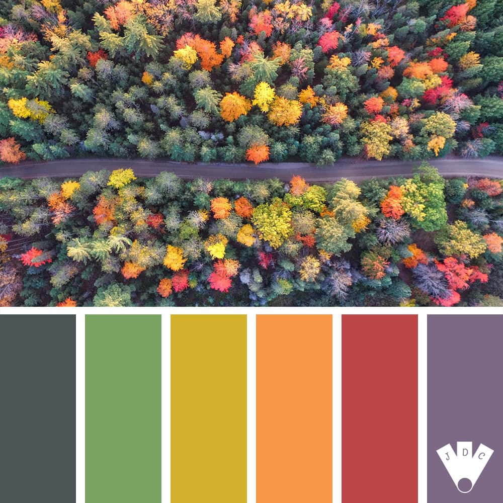 Une forêt aux mille couleurs d&rsquo;automne